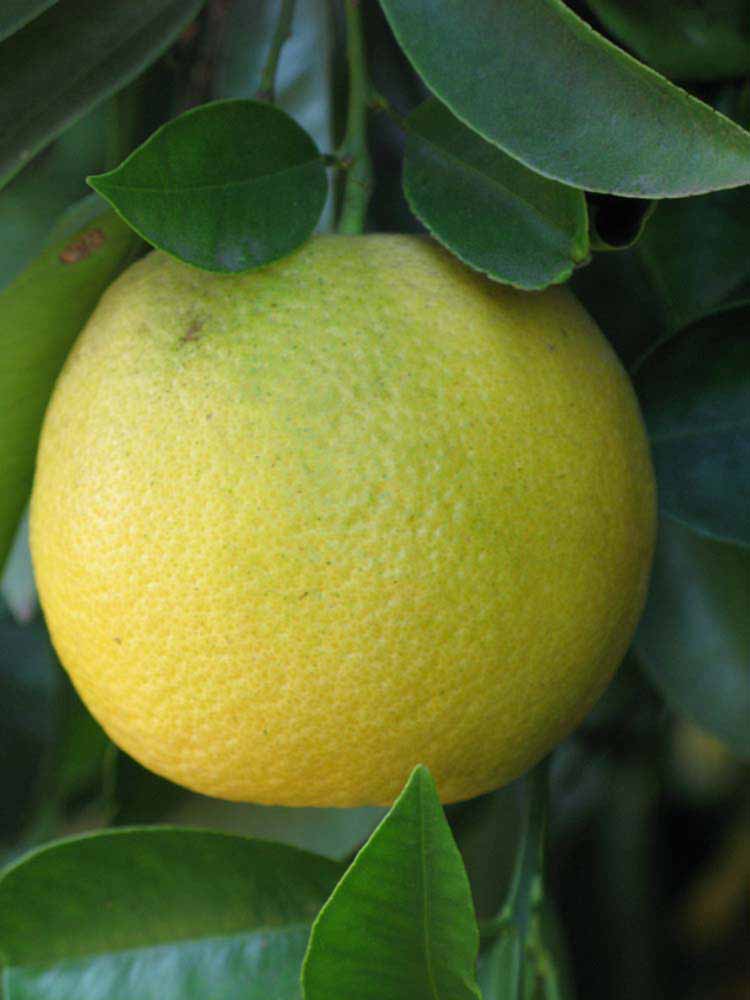            Fruit (Riverside, CA)   